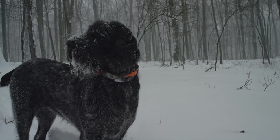 Dark gray dog looks around in the snowy forest