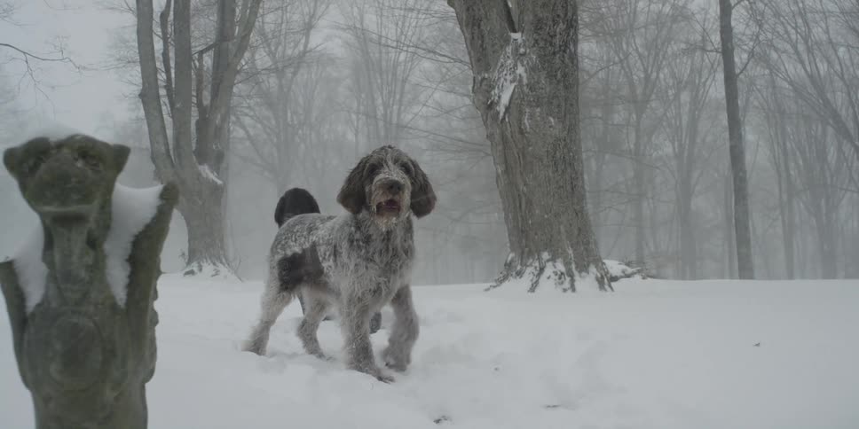 Happy dogs standing in the snow during a snowstorm