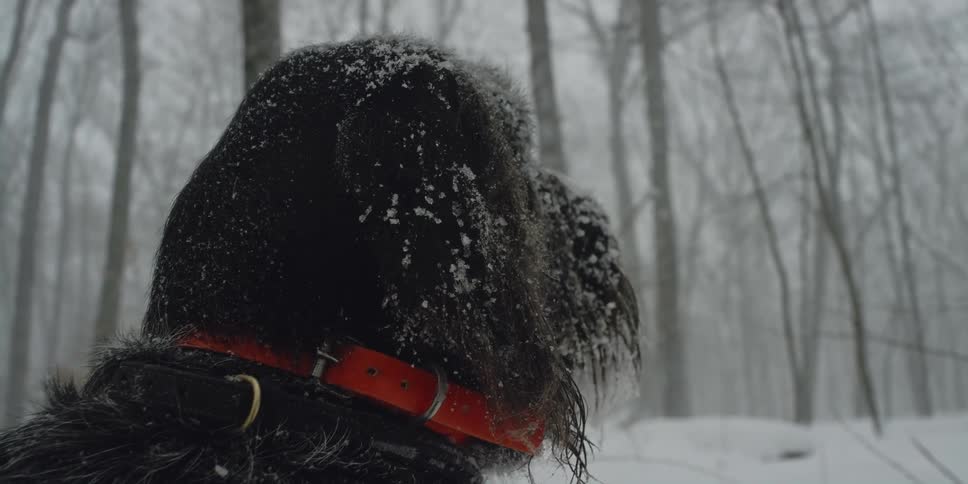 Dog with red leash looks around in the snowy forest