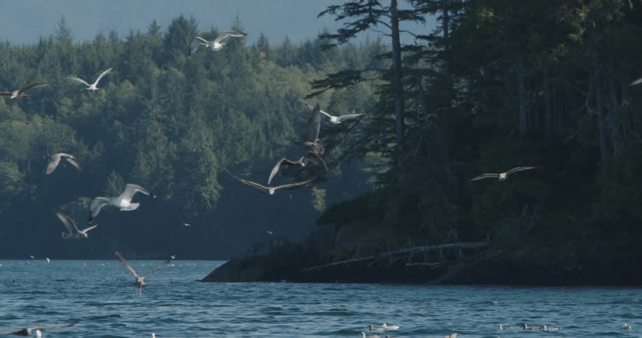 A flock of birds are flying above a body of water