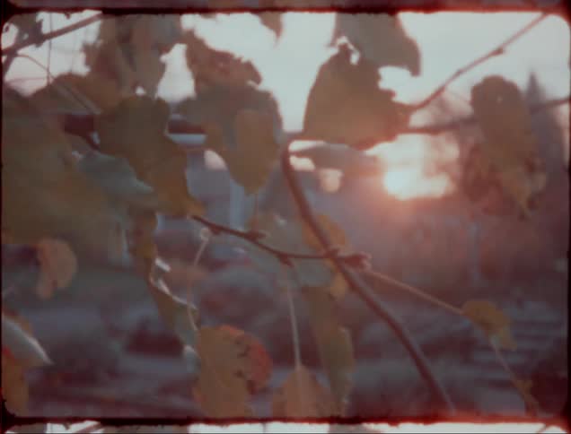 Leafs on a branch blowing in the wind in front of a house at sunset