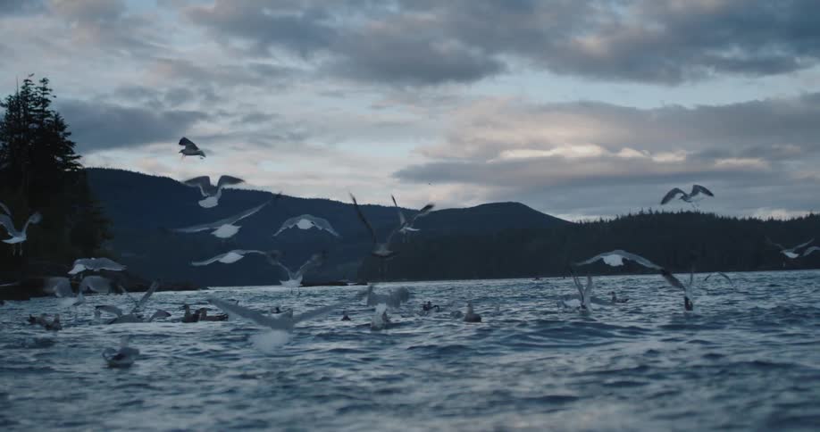 A view of sea birds taking off from the water at dusk
