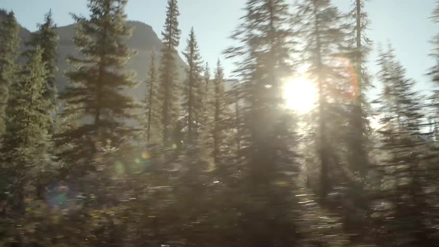Moving past a forest on a sunny day