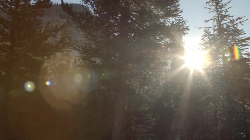 A dense forest has a mountain behind it