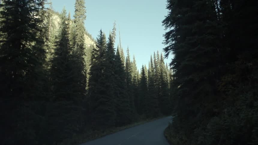 Moving down a small road with tall trees all around