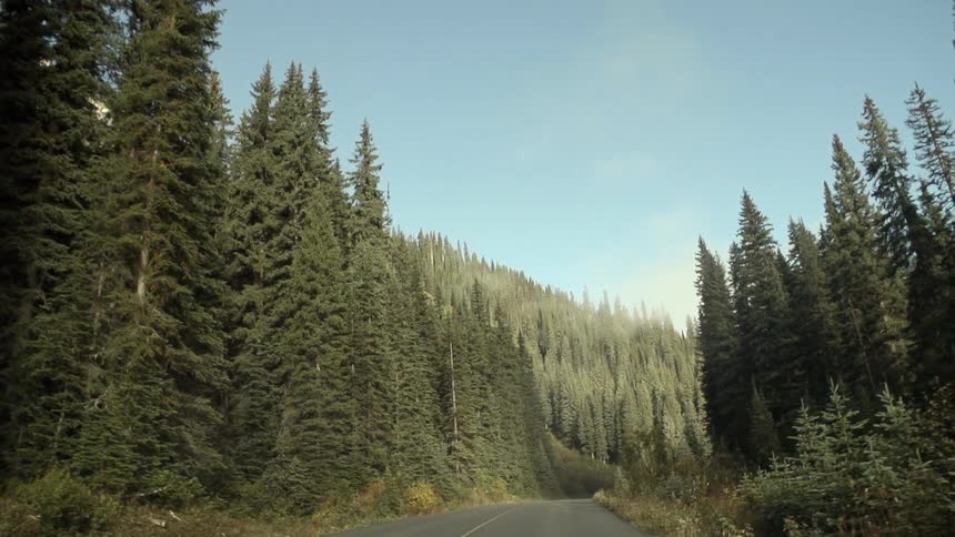 Moving past a forest with very tall trees