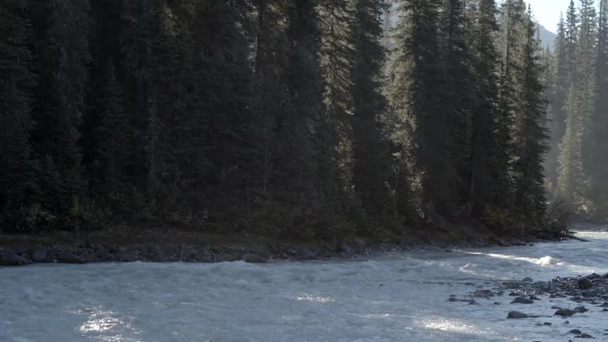 A stream has rocks on one side and tall trees on the other