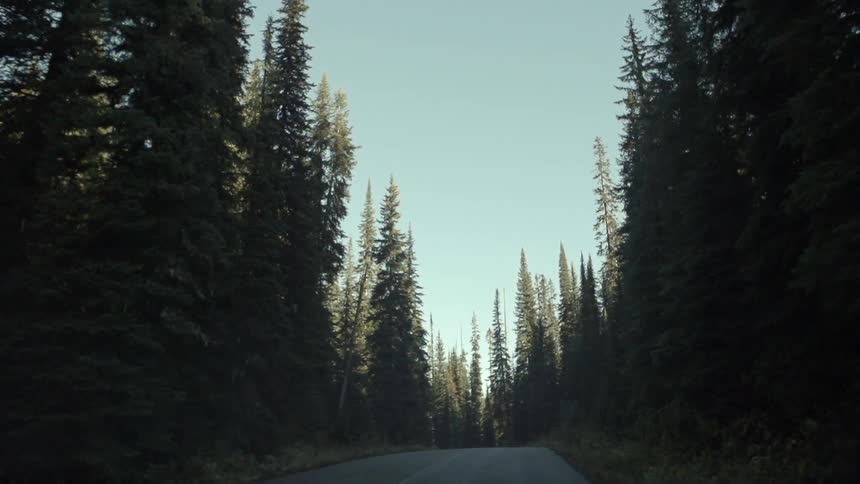 Moving up a road with heavy forest on both sides on a sunny day