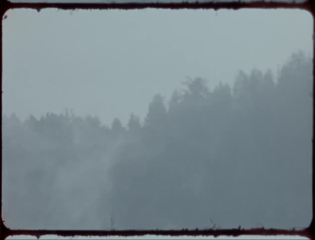 A woodland shrouded in fog during the day