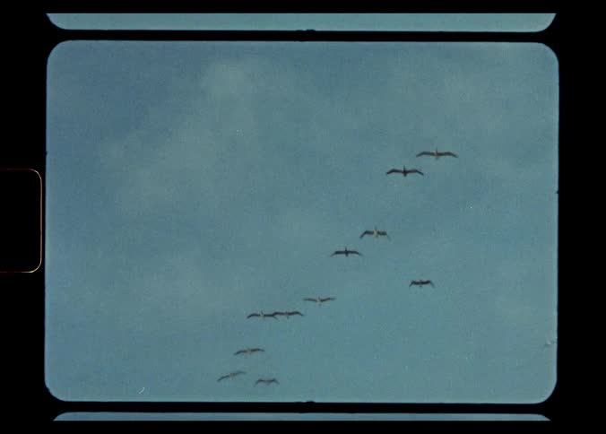A flock of birds fly through the sky together during the day