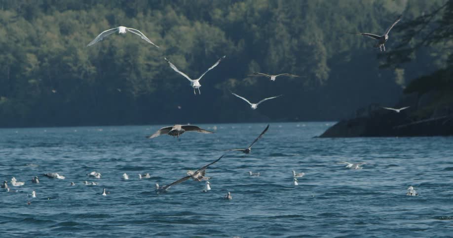 A flock of seagulls are diving for fish in the ocean