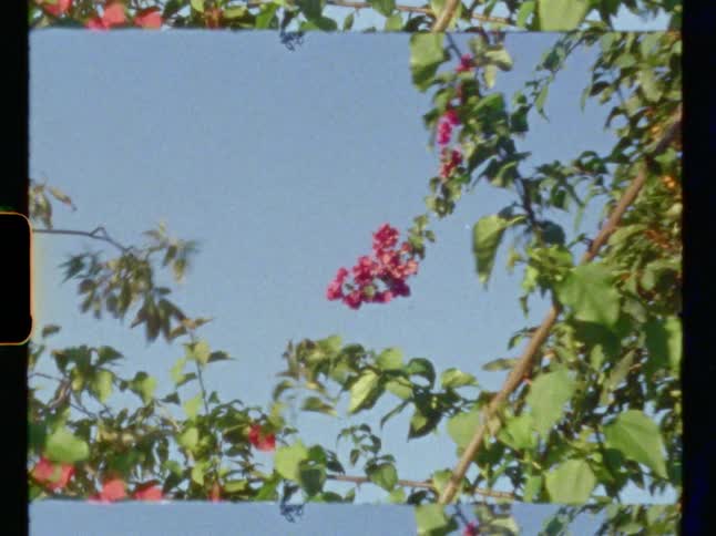 The wind is blowing the branches on the tree