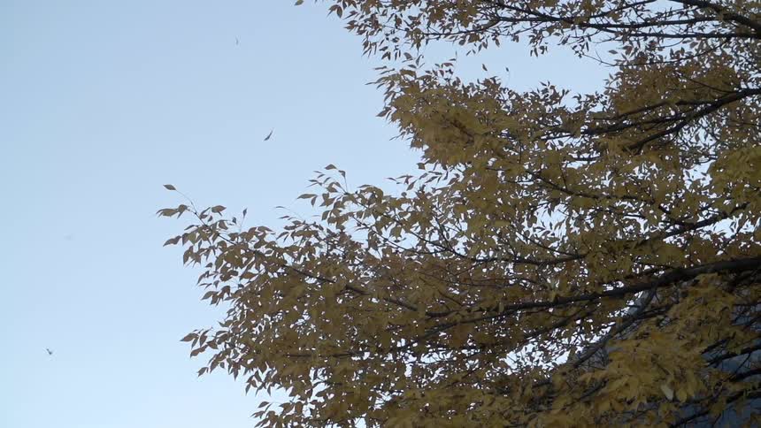 Leaves fall from tree branches overhead