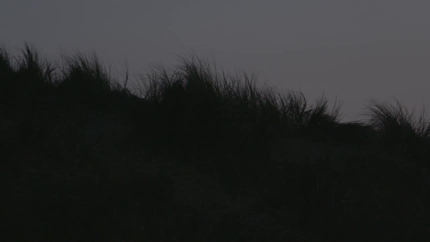 Grass waves in the breeze on a cloudy day