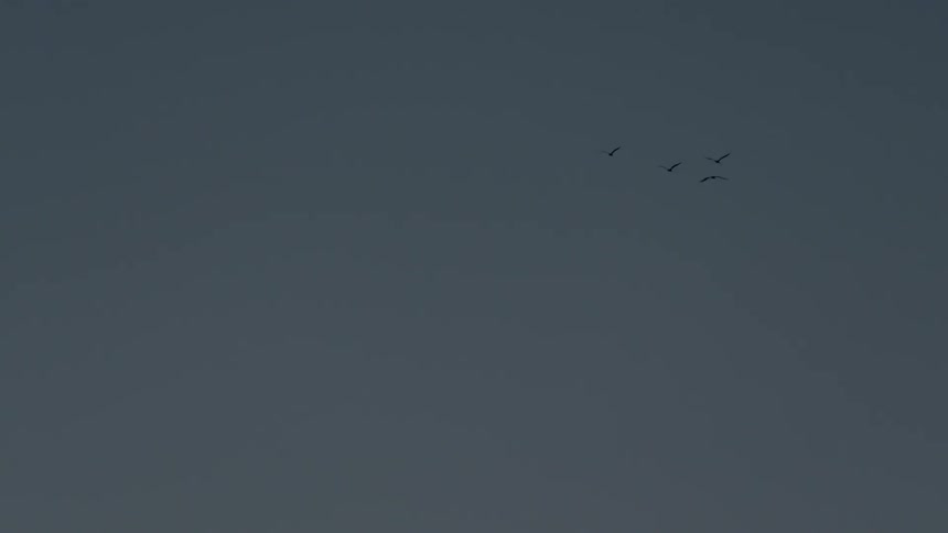 Birds fly in the sky in the distance