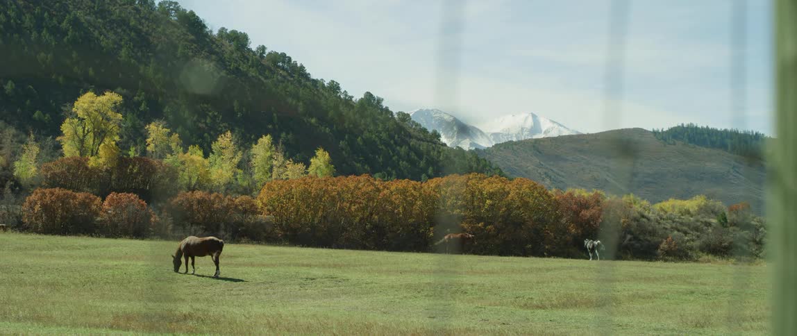 Horses are grazing on the pasture