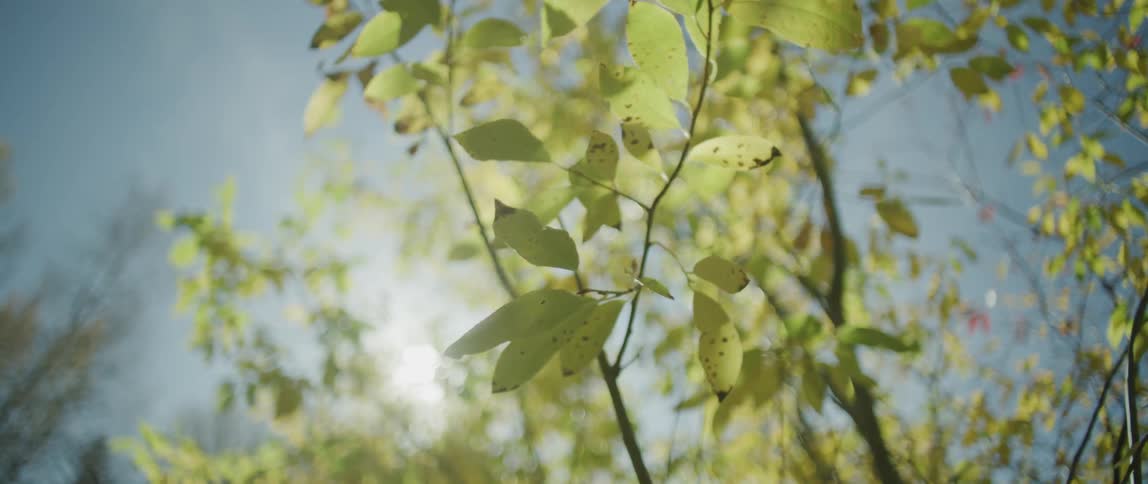 The sun peaks through yellow leaves on a tree