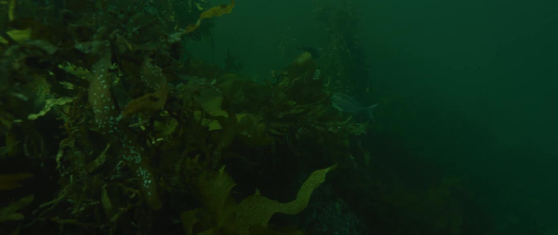 Fish swim through vegetation on the murky sea floor