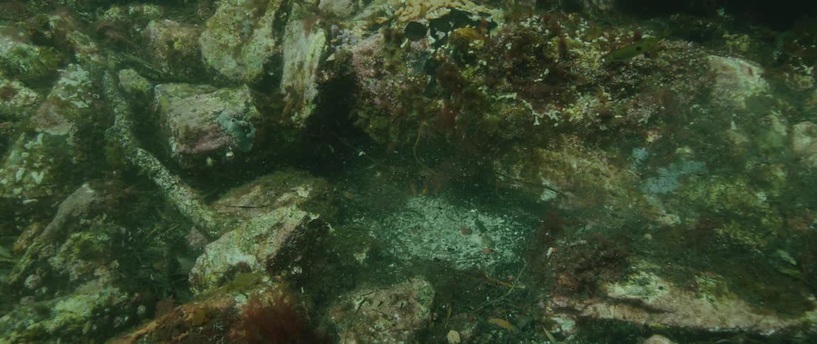 Underwater footage of a fish swimming