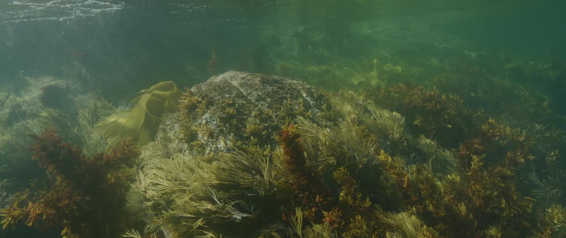Under water footage of sea life