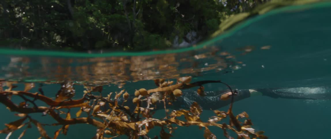 Underwater footage of a diver swimming on a lake filled with algae
