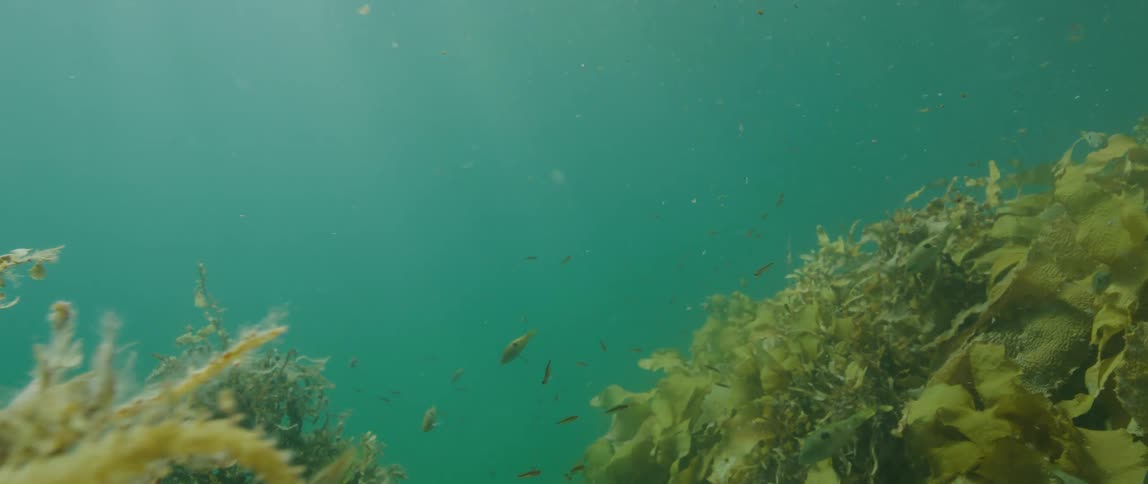 Fish swim near vegetation on the sea floor during the day
