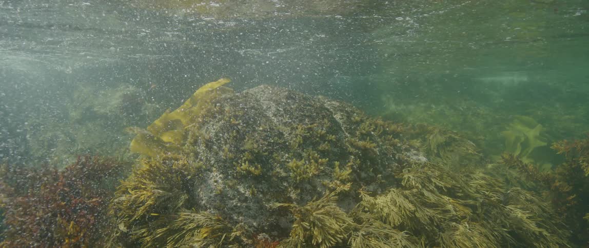 Vegetation on the sea floor sways in the current during the day