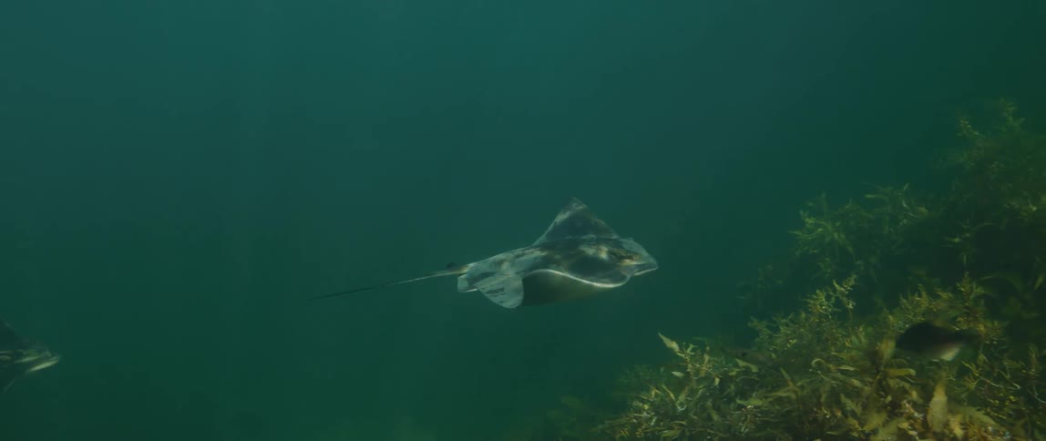 Stingrays swim underwater near seaweed