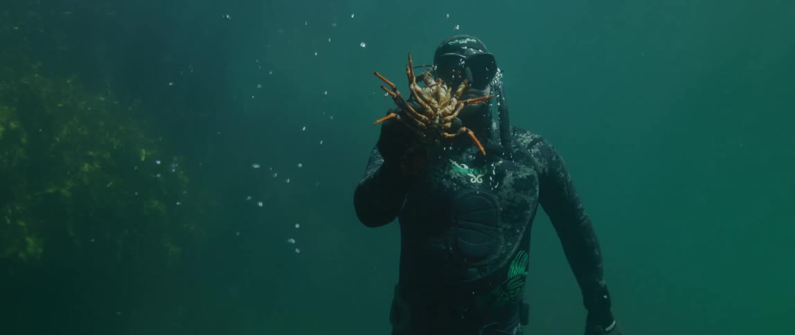 A diver retrieves a lobster from the sea floor and holds it up to the camera while floating towards the surface