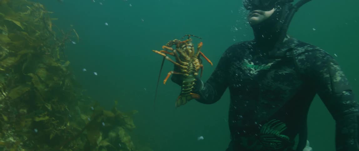 A man catches a lobster and swims to the surface