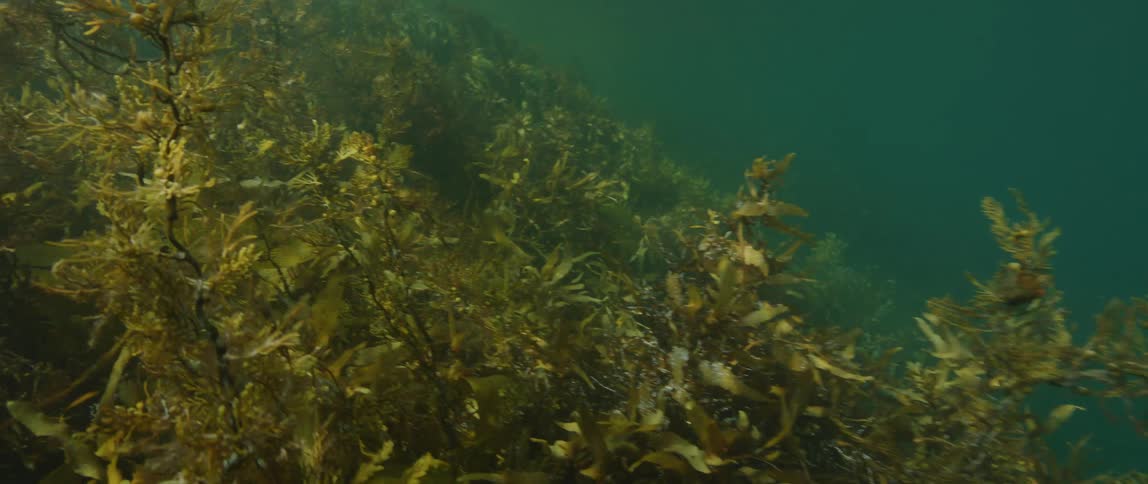 Underwater footage of green algae growing at the bottom of the ocean