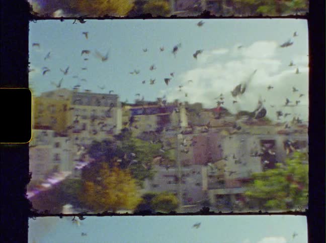 A large flock of birds fly back and forth over a neighborhood park