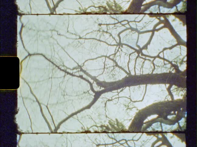 Chaotic spinning footage of twisted naked branches of a tree caught on vintage film