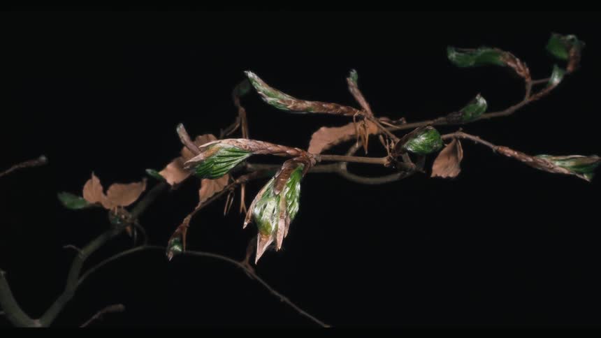 Timelapse of leaves growing on a tree branch