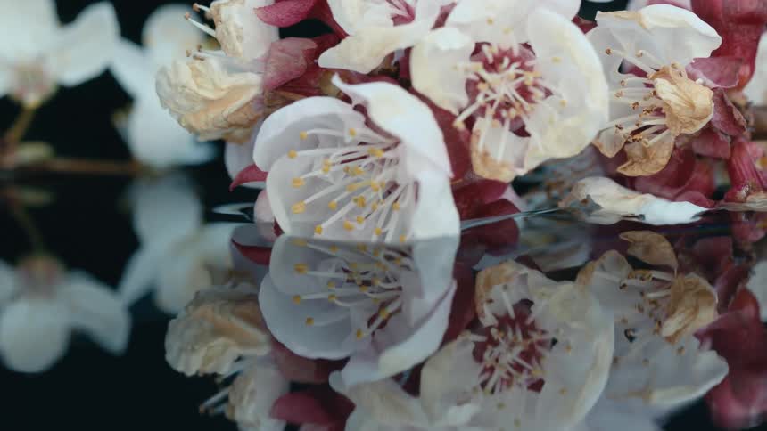 A bunch of wihte and red flowers lies in water