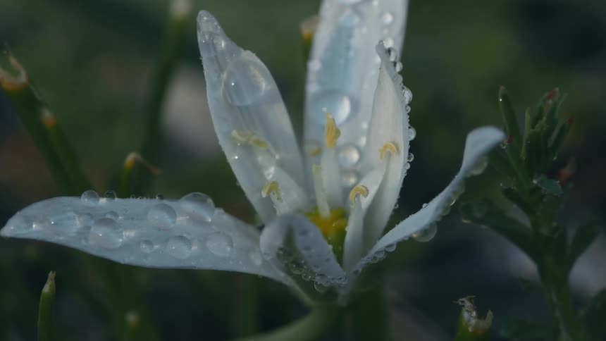 Close up of the long white petals of a lily flower covered in dew at morning