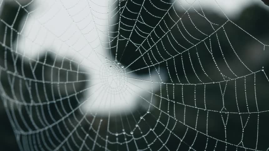 Wind blowing through the wet treads of a spiderweb hanging outdoors