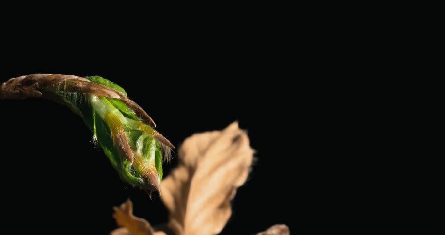 Timelapse photography of a green plant growing