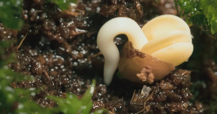 Timelapse of a seed sprouting out of the soil