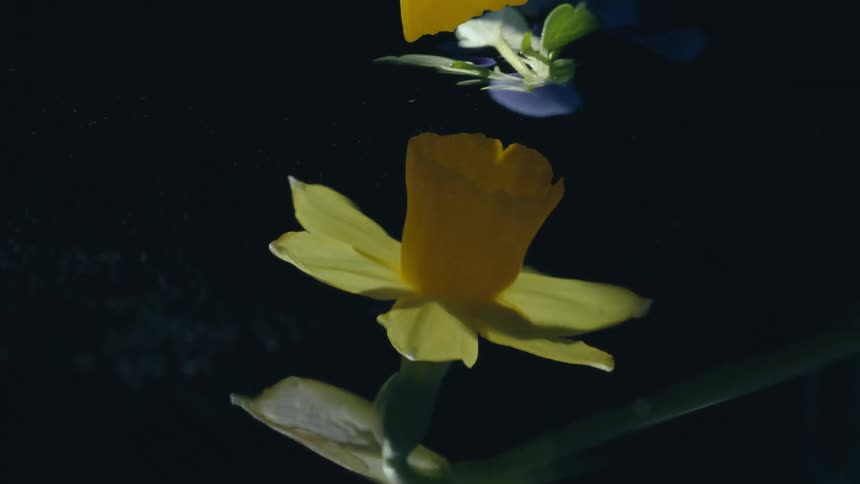 A yellow daffodil flower is reflecting on the water