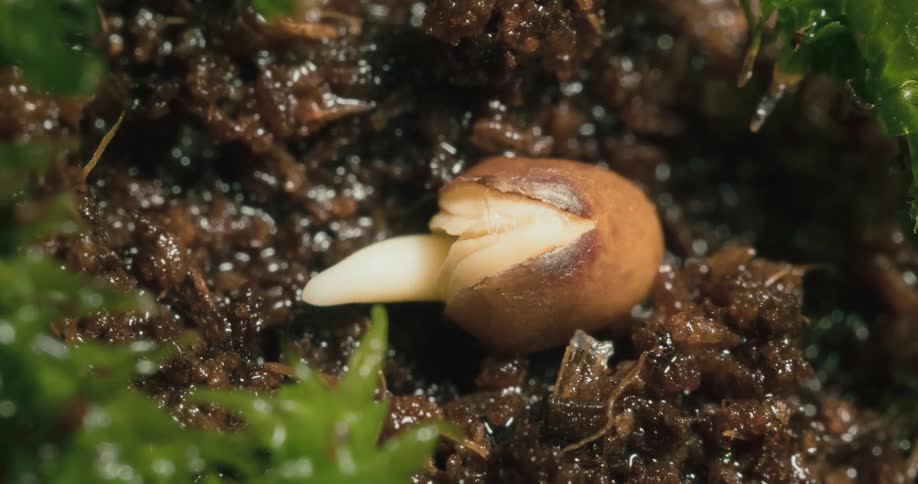 Timelapse of a seed lying on the moist ground and sprouting
