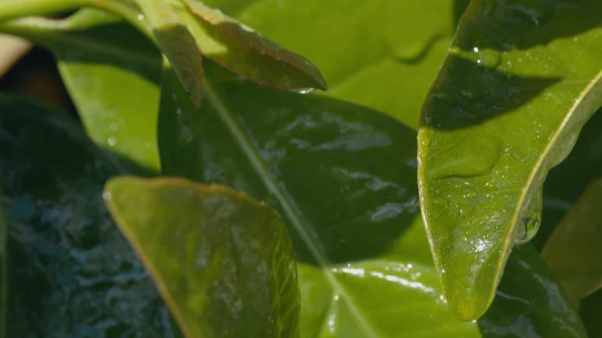 A close up of water droplets dripping on tree leaves