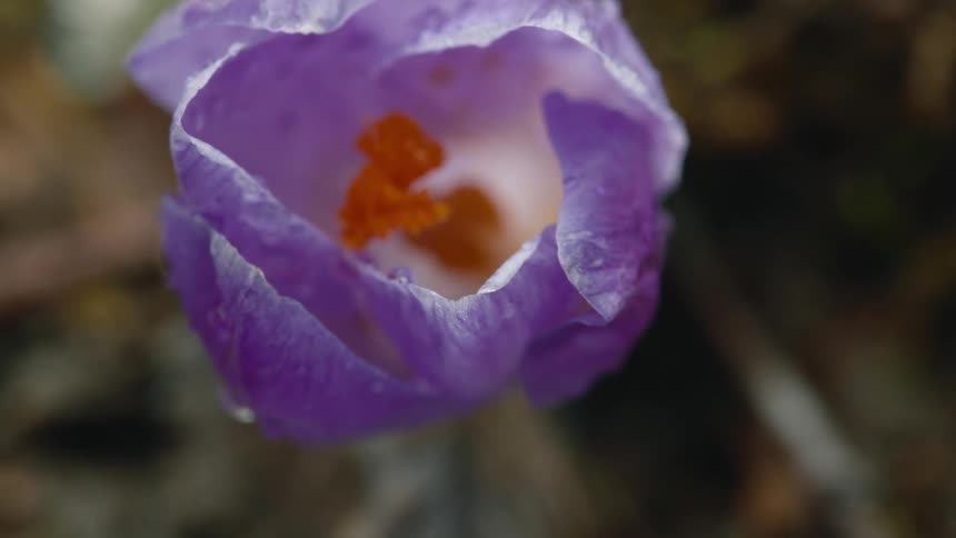 Close up of purple flower in the forest