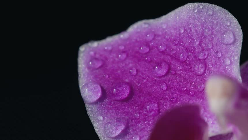 A close up of petal of a flower with water droplets on it