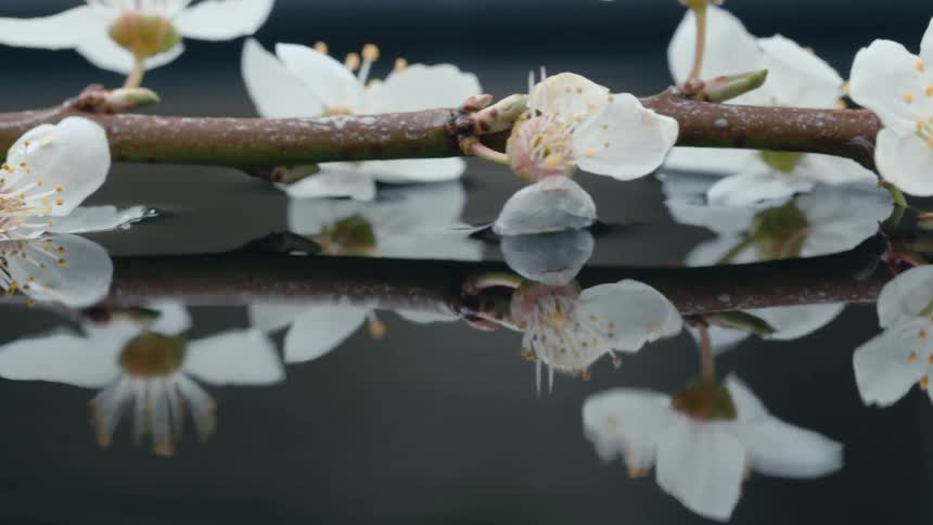 Close up of beautiful white flowers growing on a branch over the water