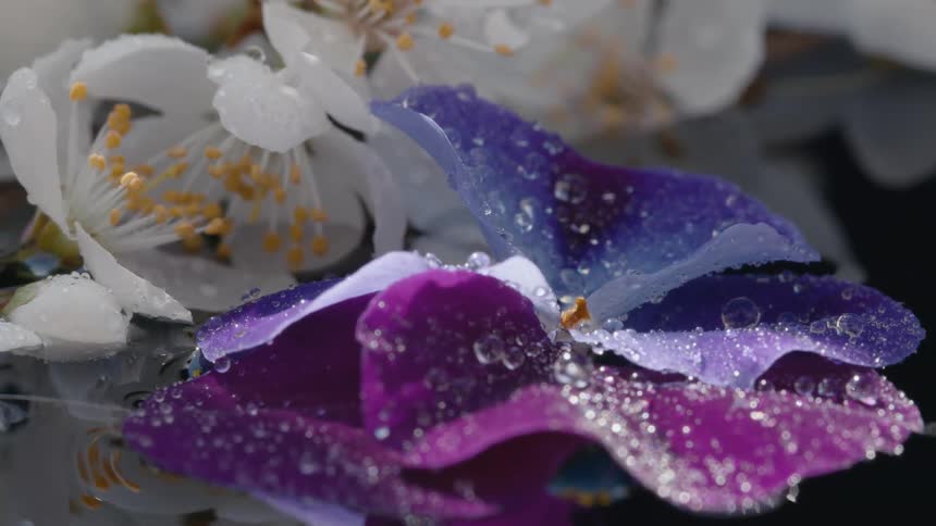 Colorful flowers floating over water covered with morning dew