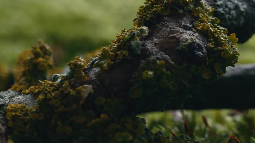 Close up of moss growing over a branch laying on the forest floor