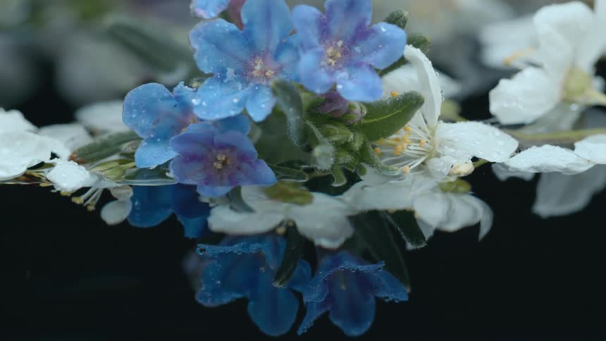 Blue and white flowers reflect on the water as they move in the breeze