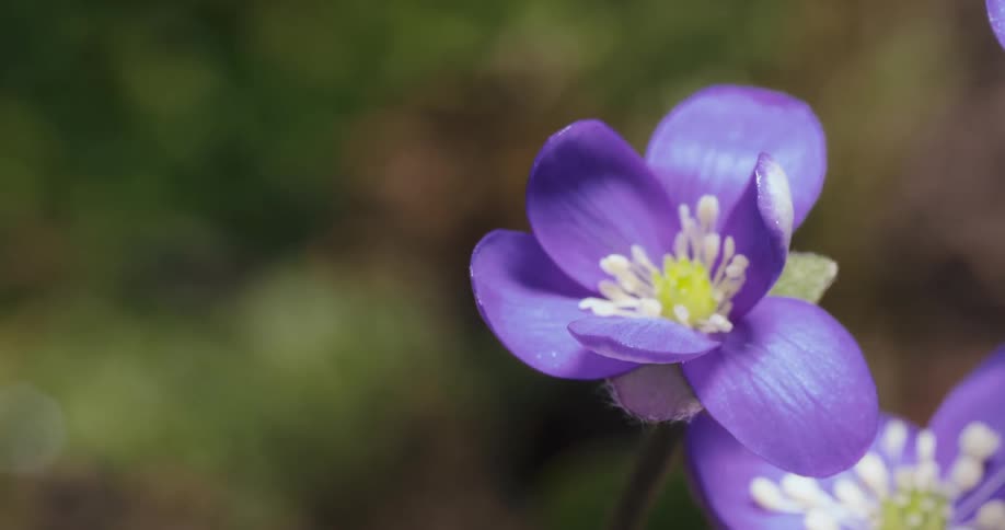 Timelapse of purple flowers opening as the sun shines on them