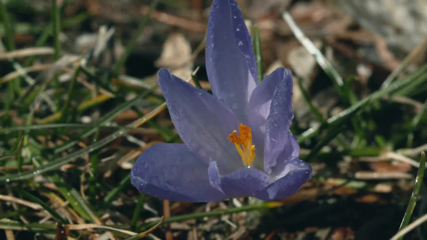 A purple flower close to the grass is moving in the breeze as the sun shines on it